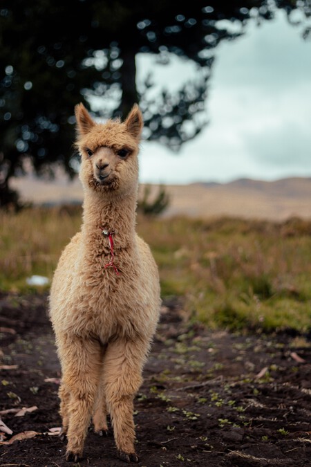 Alpaca Peru