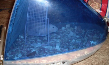 Posibles usos para reciclar un iMac: jaula de hamsters