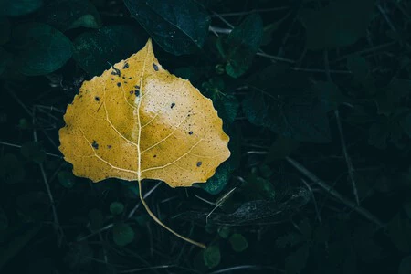 Los Expertos En Jardineria Coinciden Regar Las Plantas Una Vez Por Semana Es Uno De Los Errores Mas Daninos Que Provoca Hojas Amarillas