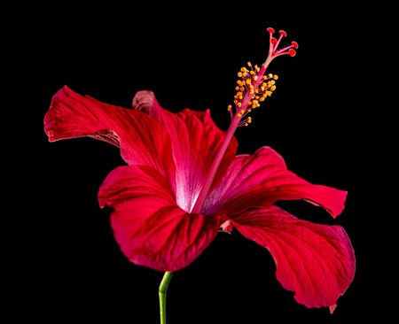 Razones saludables por las que la flor de jamaica no debería faltar en tu dieta