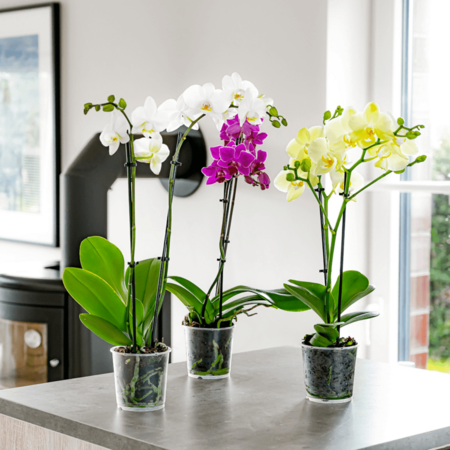 Orquídeas Aldi