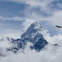 Los faisanes del Himalaya están cambiando su "canto" porque montañas antaño remotas se han llenado de turistas