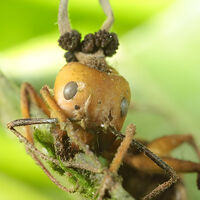 Científicos hallan en México el hongo que inspiró The Last of Us: "es monstruoso y bello a la vez" 