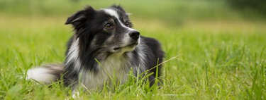 La auténtica razón por la que los border collie nos parecen tan endiabladamente listos 