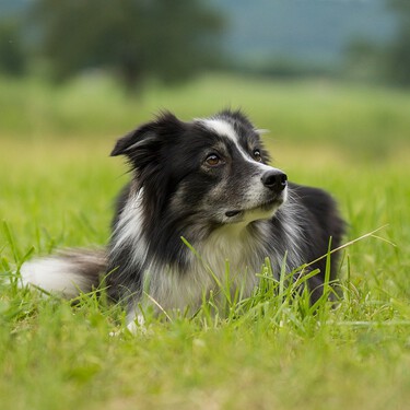 La auténtica razón por la que los border collie nos parecen tan endiabladamente listos 