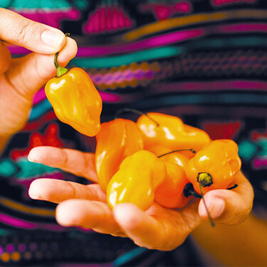 Si pica, ¿cura? Científicos mexicanos desarrollan antibióticos a base de chile habanero y veneno de alacrán 