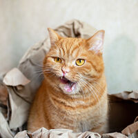 Por que os gatos laranjas são tão caóticos? Ciência desvenda o mistério e a resposta está na genética 
