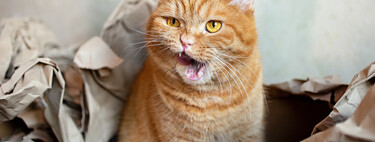 Por que os gatos laranjas são tão caóticos? Ciência desvenda o mistério e a resposta está na genética 