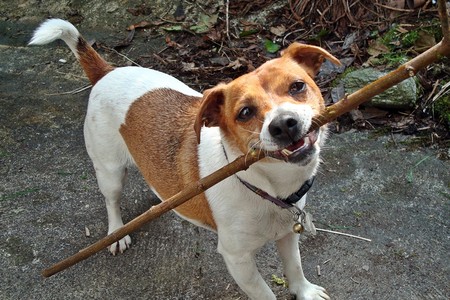 Dog On A Stick 2483492371