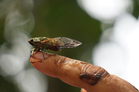 Costa Rica Anabel Palomares 9