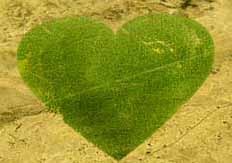 Compra un árbol en Nigeria para tu bebé