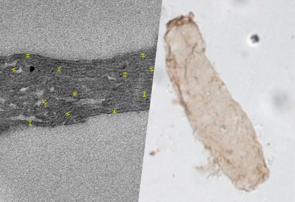 El origen de la fotosíntesis lleva siendo un misterio 1.700 millones de años. Ahora estamos cerca de resolverlo