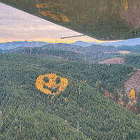 Un emoji gigante que te sonríe desde el monte. Es el curioso 'tatuaje' que una empresa maderera plasmó en su bosque