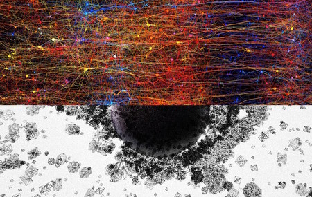 El cerebro crea estructuras neuronales con 11 dimensiones cuando procesa información