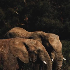 Foto 9 de 23 de la galería fondos-de-pantalla-de-animales en Xataka Android