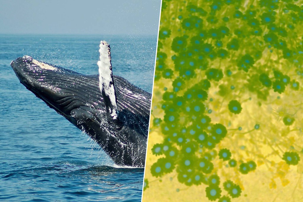 Pensábamos que el superpoder de las ballenas era su tamaño. En realidad, es la compleja química de sus heces