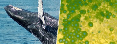 Los océanos de la Tierra tienen un fertilizante natural que lleva milenios enriqueciendo sus aguas: las heces de ballena