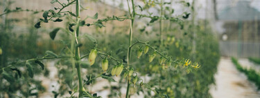 ¿Tus plantas de tomate están empezando a florecer? Esto es lo que debes hacer para asegurarte una gran cosecha este verano 