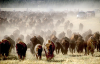 Arreo de bisontes en Dakota del Sur 