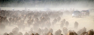 Arreo de bisontes en Dakota del Sur 