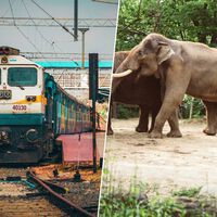 India tenía muchos trenes, muchos elefantes y un problema de atropellos gigantesco: ahora al fin tiene una solución