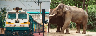 India tenía muchos trenes, muchos elefantes y un problema de atropellos gigantesco: ahora al fin tiene una solución
