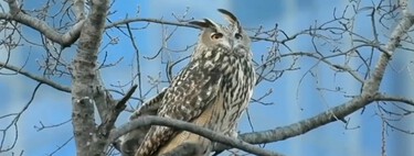 Este es Flaco, el búho que descubrió su naturaleza de depredador tras fugarse del zoo de Central Park 