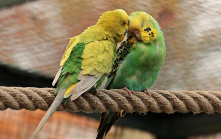 pareja-periquitos