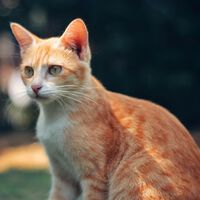 ¿Tu gato naranja es muy travieso? No estás solo y la ciencia está empezando a entender por qué 