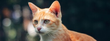 ¿Tu gato naranja es muy travieso? No estás solo y la ciencia está empezando a entender por qué 