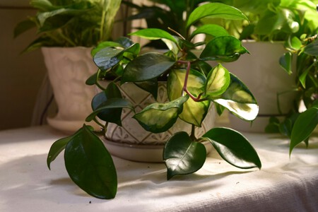Hoya carnosa (planta de cera)