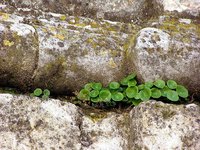 Ejemplos de supervivencia