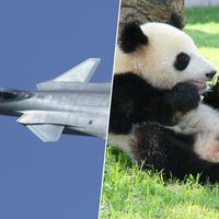 China no necesita bombas ni misiles para imponer su ley. Se llama la "diplomacia del panda" y acaba de aplicarla sobre Japón