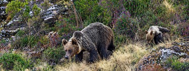 While we discuss which species to introduce, the brown bear continues to expand across the northwest of the Iberian Peninsula.