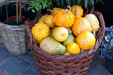 Alimentos de otoño, calabazas