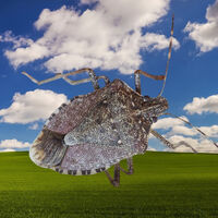 Cualquiera podría reconocer la colina de Windows XP, pero el bicho que arrasó Europa hace 166 años se encarga de lo contrario