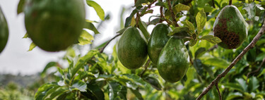 Cómo cultivar árboles de aguacate en casa a partir de esquejes 