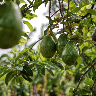 Cómo cultivar árboles de aguacate en casa a partir de esquejes 