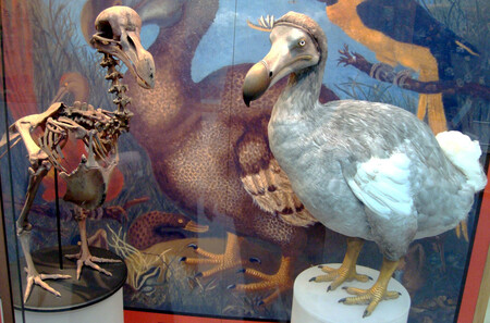 Dodo Collossal Science