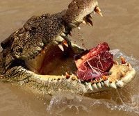 Los cocodrilos saltarines de Australia