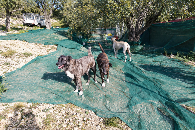 Perros Jugando Sobre Malla Verde