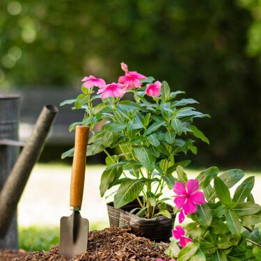 Planta estas 4 flores antes de que termine el verano para tener un jardín bonito en otoño