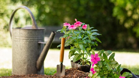 Planta estas 4 flores antes de que termine el verano para tener un jardín bonito en otoño