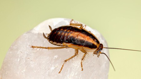 Cucaracha