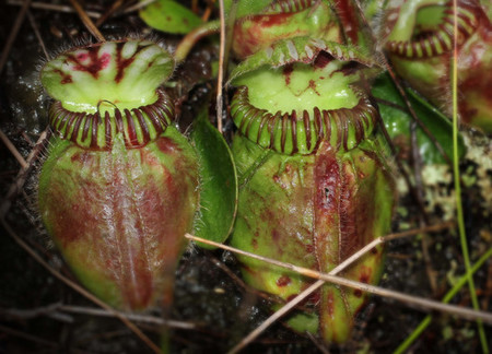 ¿Cómo consiguen algunas plantas ser carnívoras?