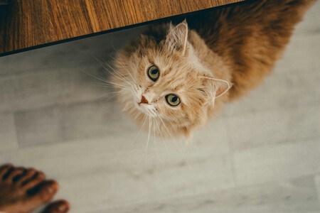 Mariana Cassini Agqal6n7y8k Unsplash