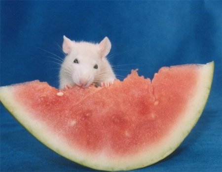 Las ratas dejan sin Internet al Ayuntamiento de Teruel