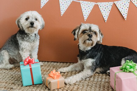 perro-cumpleaños-edad