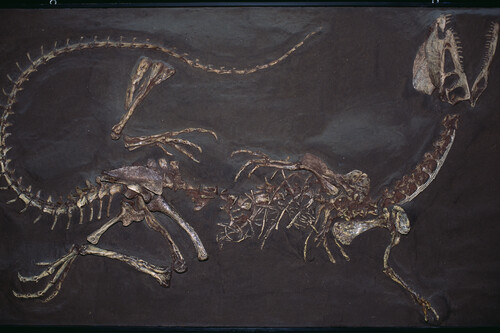 Fóssil de dinossauro soterrado. Créditos: Kevin Schafer/Getty Images