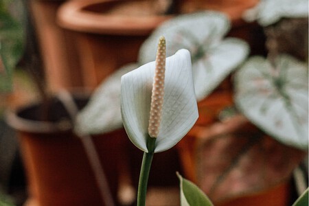 Cuidados del espatifilo